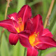 HEMEROCALLIS 'Crimson Glory'