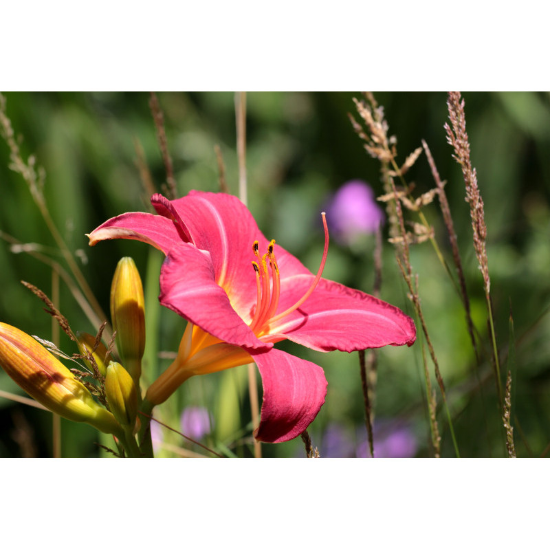 HEMEROCALLIS 'Crimson Glory'