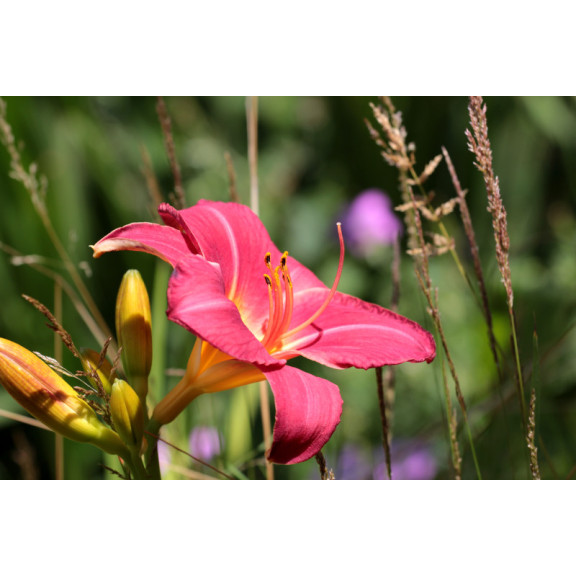HEMEROCALLIS 'Crimson Glory'