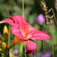 HEMEROCALLIS 'Crimson Glory'