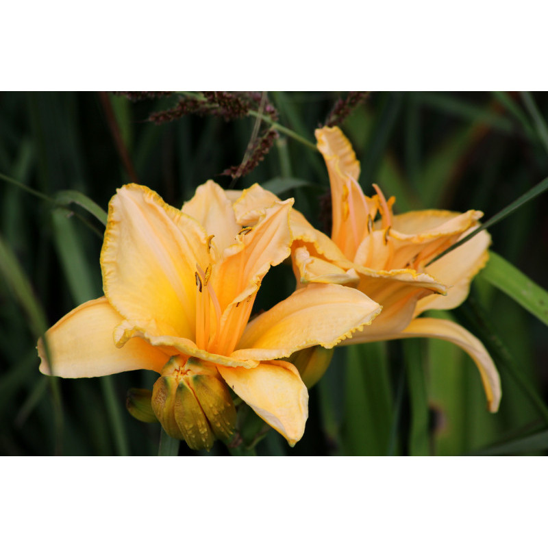 HEMEROCALLIS 'Etched in Gold'