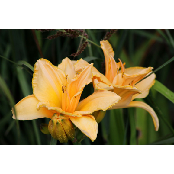 HEMEROCALLIS 'Etched in Gold'