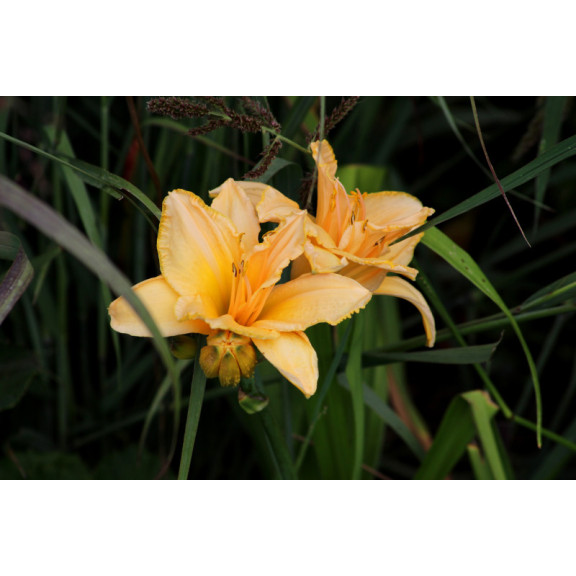 HEMEROCALLIS 'Etched in Gold'