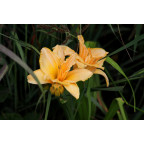 HEMEROCALLIS 'Etched in Gold'