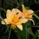 HEMEROCALLIS 'Etched in Gold'