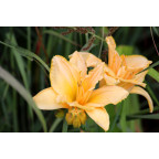 HEMEROCALLIS 'Etched in Gold'