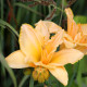 HEMEROCALLIS 'Etched in Gold'