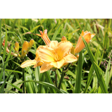 HEMEROCALLIS \'Etched in Gold\'