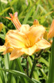 HEMEROCALLIS 'Etched in Gold'
