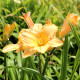 HEMEROCALLIS 'Etched in Gold'