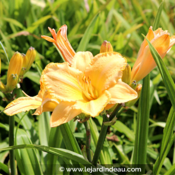 HEMEROCALLIS &#039;Etched in Gold&#039;