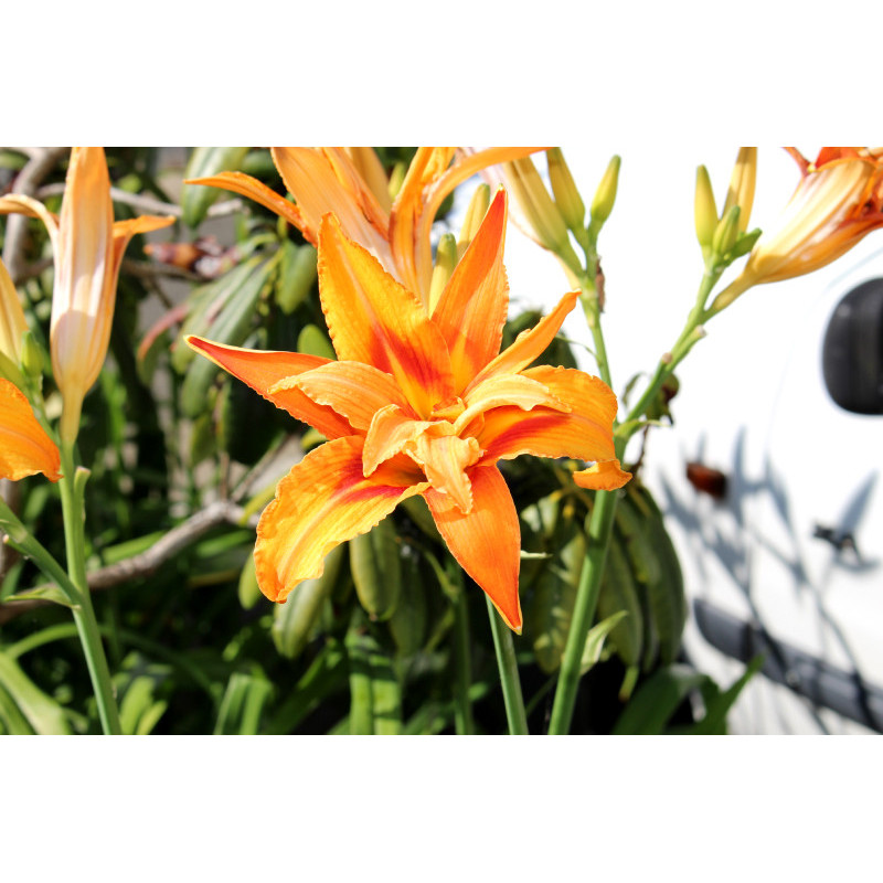 HEMEROCALLIS fulva 'Flore Pleno'