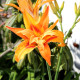 HEMEROCALLIS fulva 'Flore Pleno'
