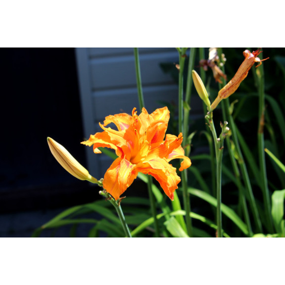HEMEROCALLIS fulva 'Flore Pleno'