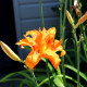 HEMEROCALLIS fulva 'Flore Pleno'