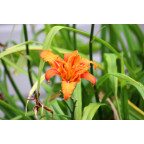 HEMEROCALLIS fulva 'Flore Pleno'