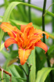 HEMEROCALLIS 'Flore Pleno'