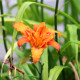 HEMEROCALLIS fulva 'Flore Pleno'