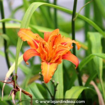 HEMEROCALLIS fulva &#039;Flore Pleno&#039;