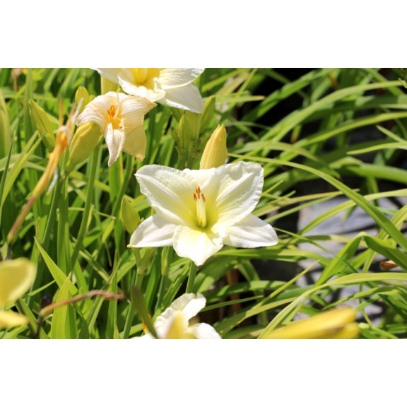 HEMEROCALLIS 'Joan Senior'
