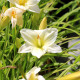 HEMEROCALLIS 'Joan Senior'
