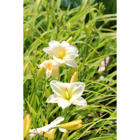 HEMEROCALLIS 'Joan Senior'