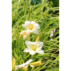 HEMEROCALLIS 'Joan Senior'
