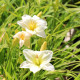 HEMEROCALLIS 'Joan Senior'