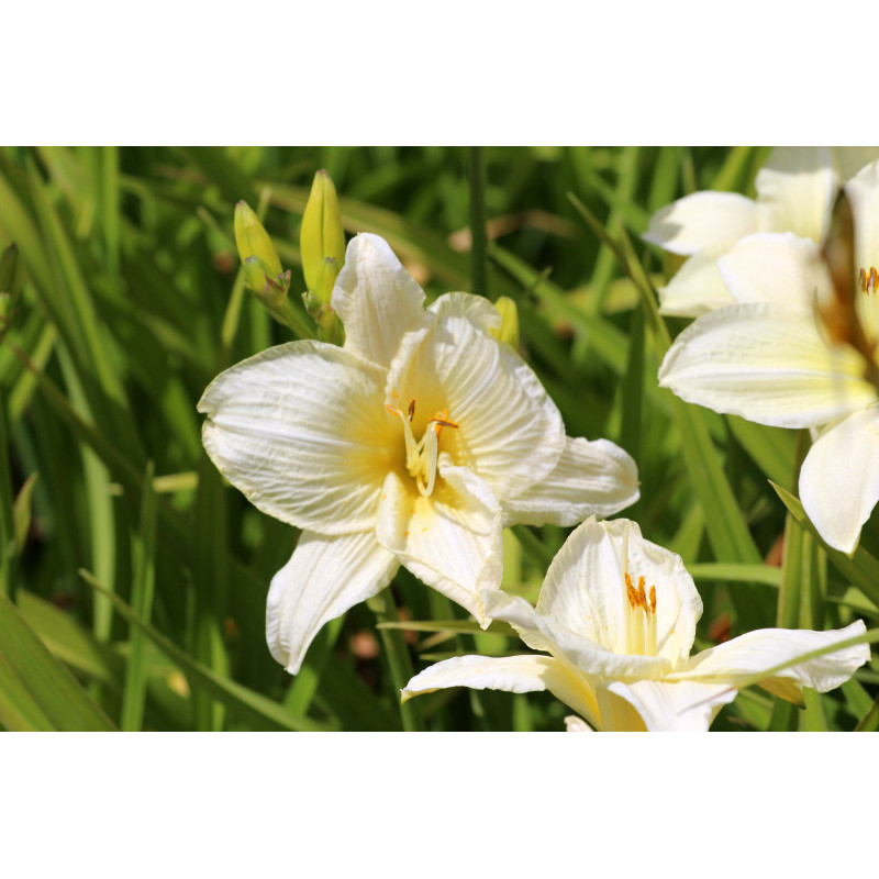 HEMEROCALLIS 'Joan Senior'