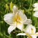 HEMEROCALLIS 'Joan Senior'