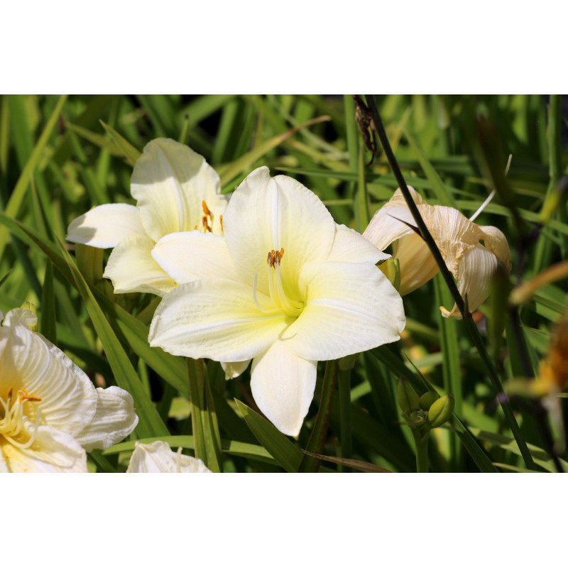 HEMEROCALLIS 'Joan Senior'
