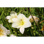 HEMEROCALLIS 'Joan Senior'