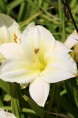 HEMEROCALLIS 'Joan Senior'
