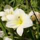 HEMEROCALLIS 'Joan Senior'