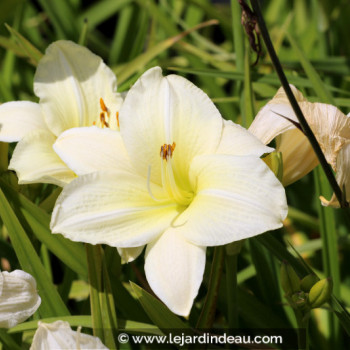 HEMEROCALLIS &#039;Joan Senior&#039;