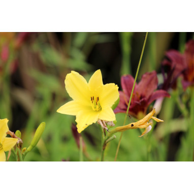 HEMEROCALLIS citrina