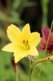 HEMEROCALLIS citrina