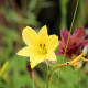 HEMEROCALLIS citrina