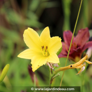HEMEROCALLIS citrina