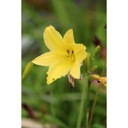 HEMEROCALLIS citrina