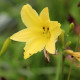 HEMEROCALLIS citrina