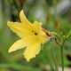 HEMEROCALLIS citrina