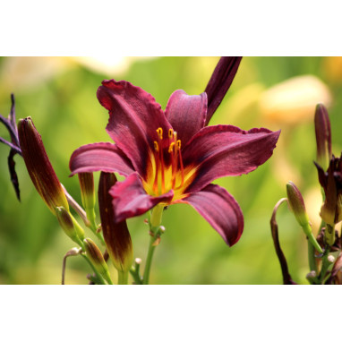 HEMEROCALLIS \'American Revolution\'