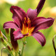 HEMEROCALLIS 'American Revolution'