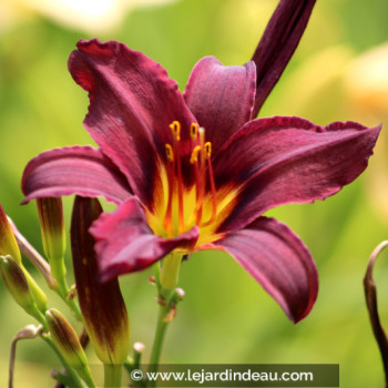 HEMEROCALLIS &#039;American Revolution&#039;