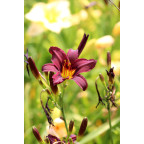 HEMEROCALLIS 'American Revolution'