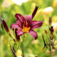 HEMEROCALLIS 'American Revolution'