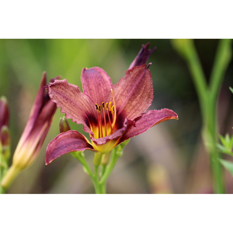 HEMEROCALLIS 'American Revolution'