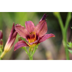 HEMEROCALLIS 'American Revolution'