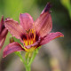 HEMEROCALLIS 'American Revolution'